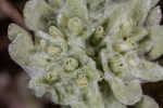 Bighead pygmycudweed